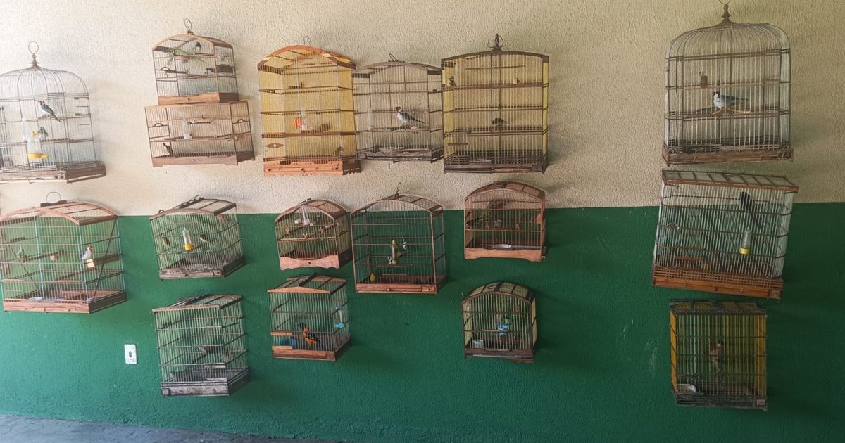Operação ambiental resgata 36 aves silvestres mantidas em cativeiro ilegal em AL