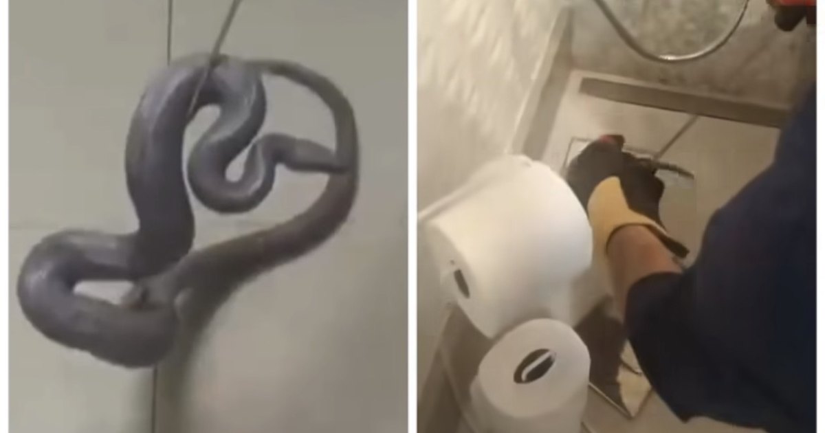 Cobra de estimação de Silvia Abravanel reaparece em ralo de banheiro após cinco meses desaparecida dentro de casa