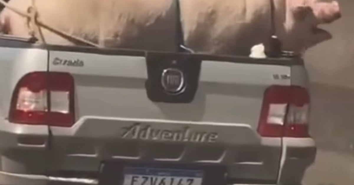 Porco e cabrito são transportados irregularmente em caminhonete