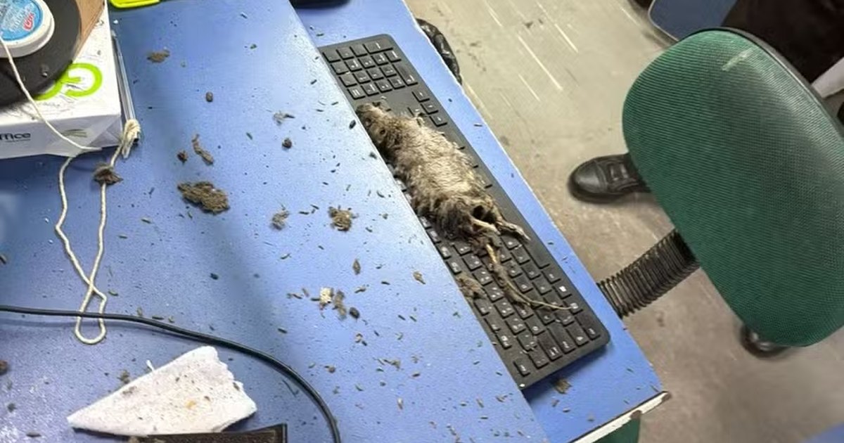 Rato cai do teto sobre atendente durante atendimento no Detran