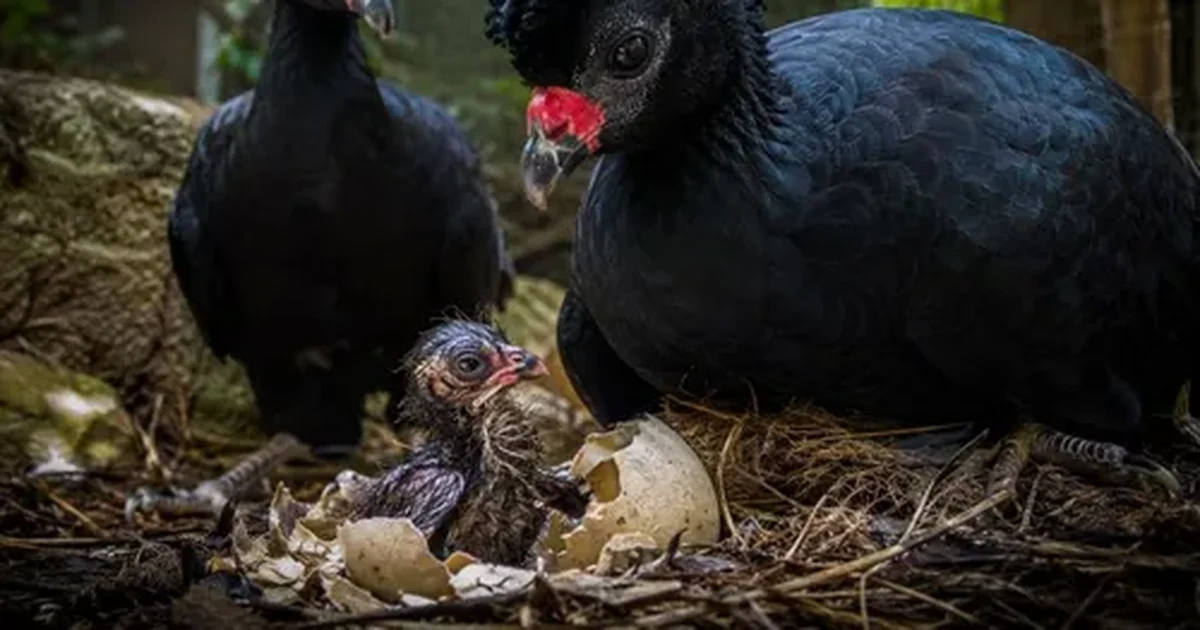 Filhote de mutum-de-alagoas nasce sem chocadeira e renova esperança para espécie extinta na natureza