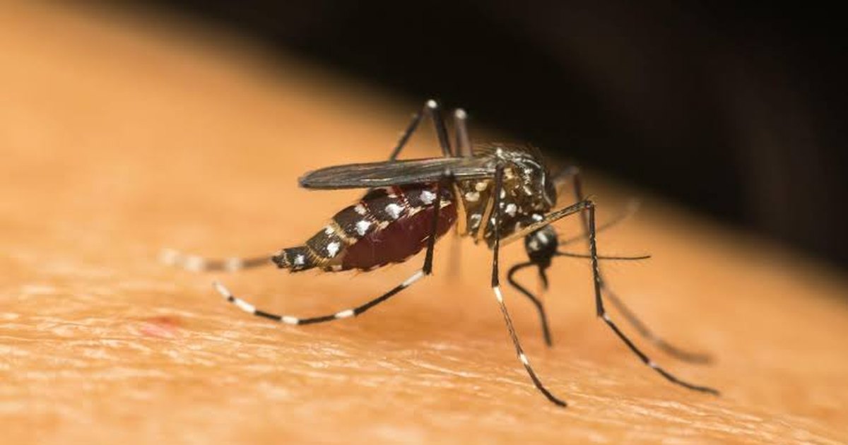 Alagoas registra mais de 6 mil casos de dengue e chikungunya este ano