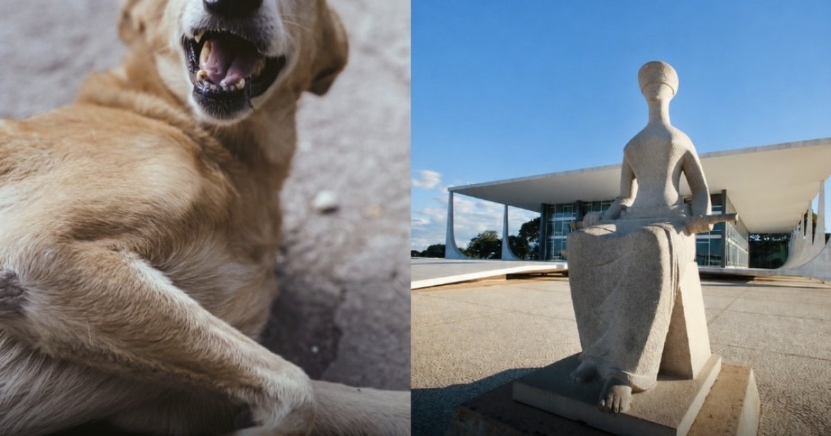 STF decide que prefeituras são obrigadas a proteger cães e gatos abandonados