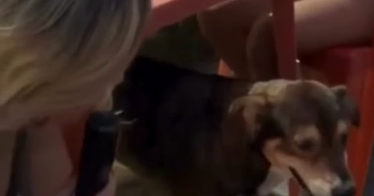 Cachorro Tobe encanta internautas ao voltar a “cantar” nas redes sociais