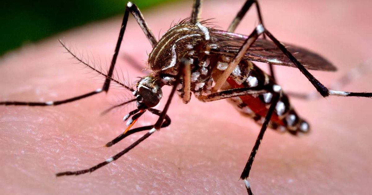 Bebê de 18 dias morre por chikungunya em São Miguel dos Campos, interior de Alagoas