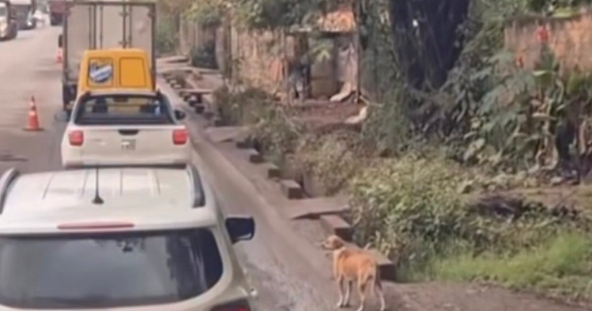 Cena de cachorro atravessando com ajuda de caminhoneiros chama atenção nas redes