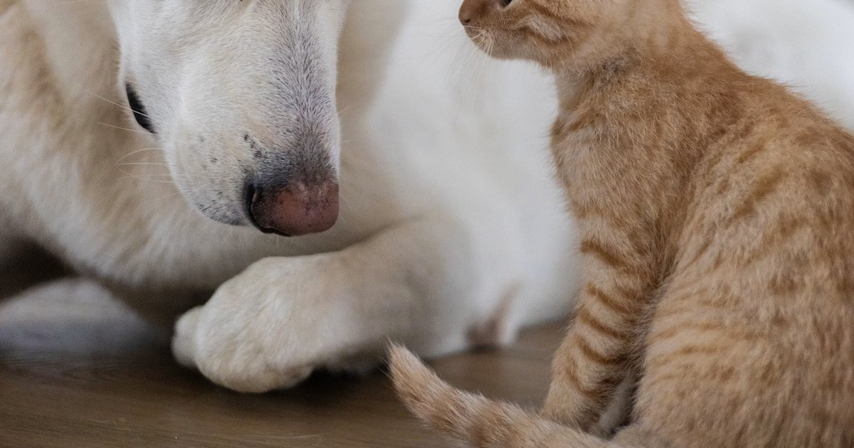CCJ do Senado aprova projeto que cria Estatuto dos Cães e Gatos