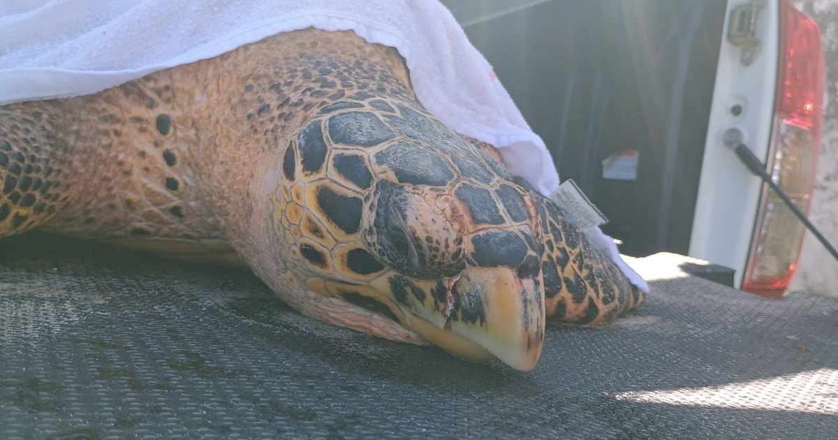Tartaruga-marinha é resgatada com ferimentos na Praia de Ipioca, em Maceió