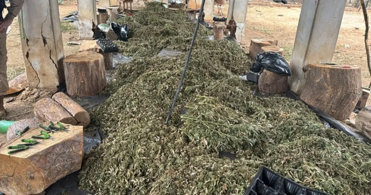 PF mira grupo suspeito de cultivo de maconha com atuação em Alagoas