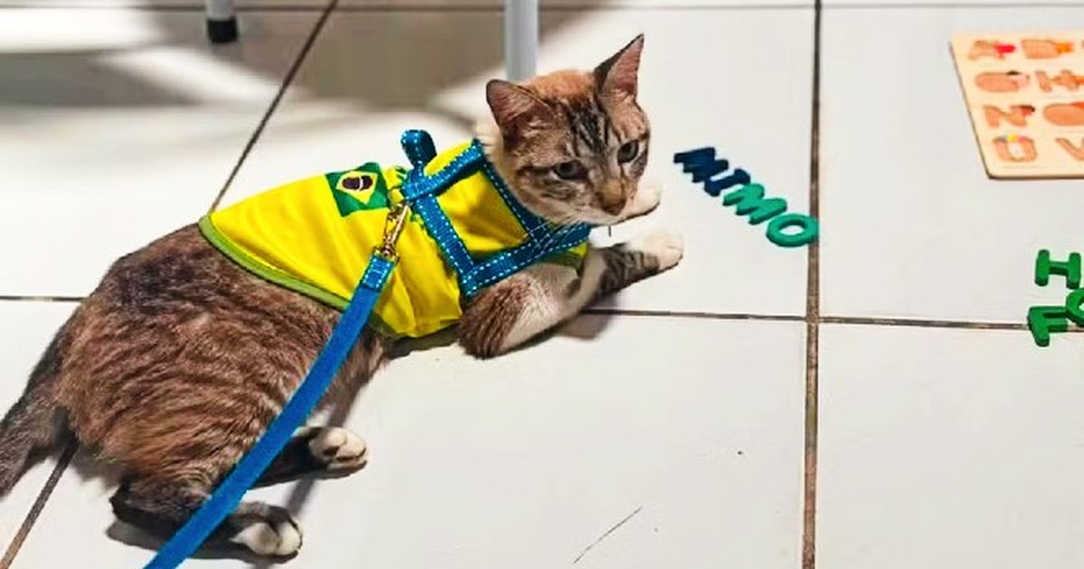 Após dois meses, gato desaparecido em Arapiraca é encontrado a 600 km de casa