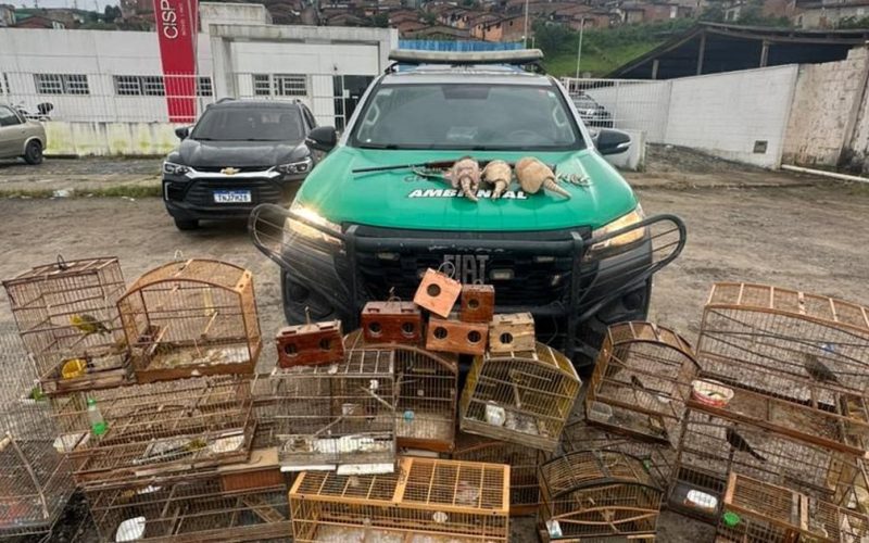 BPA apreende armas de fogo e animais silvestres em três municípios do interior de Alagoas