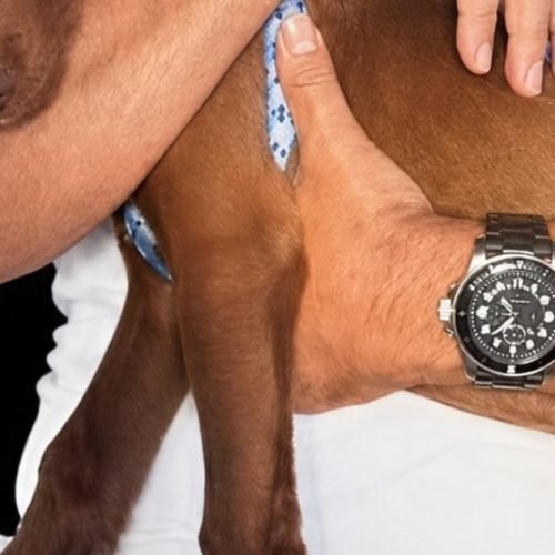 Zezé Di Camargo transforma fazenda de ‘abate’ em santuário para animais resgatados