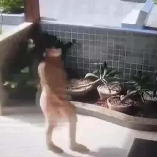 Mulher invade apartamento e furta R$ 13 mil de idosa em Cruz das Almas, em Maceió