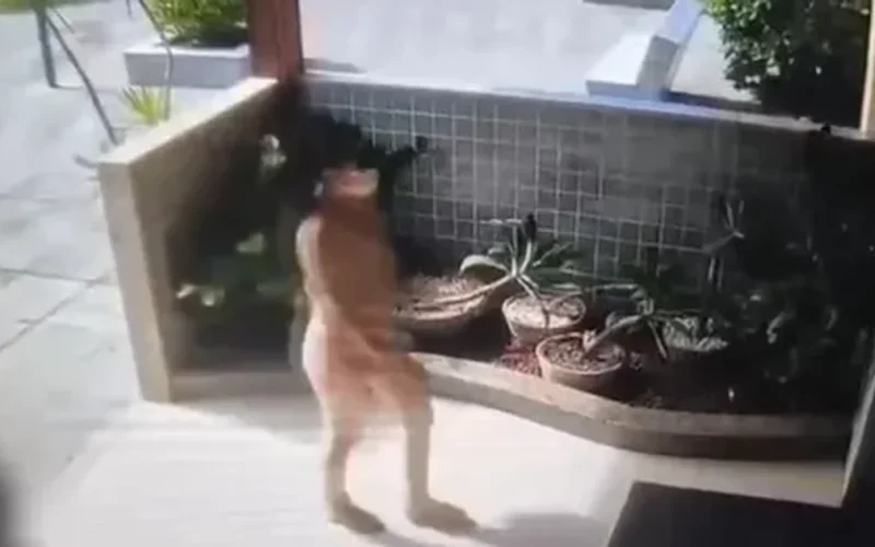 Mulher invade apartamento e furta R$ 13 mil de idosa em Cruz das Almas, em Maceió