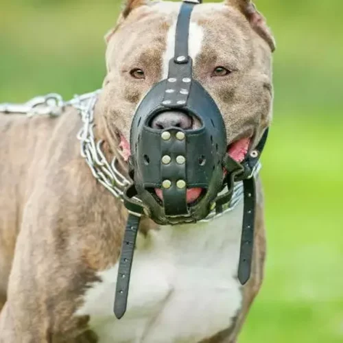 Pit bull ataca duas mulheres, deixa idosa ferida e morre dentro de casa em Maceió