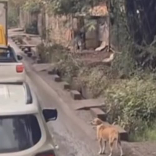 Cena de cachorro atravessando com ajuda de caminhoneiros chama atenção nas redes