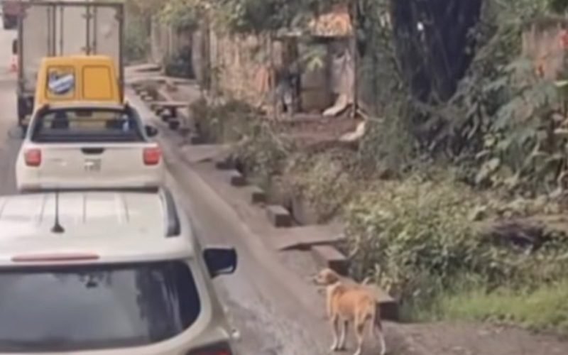 Cena de cachorro atravessando com ajuda de caminhoneiros chama atenção nas redes