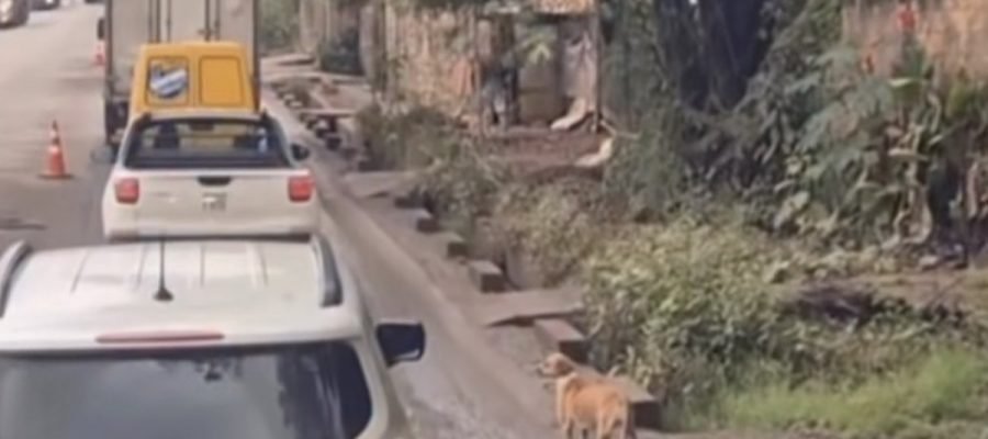 Cena de cachorro atravessando com ajuda de caminhoneiros chama atenção nas redes