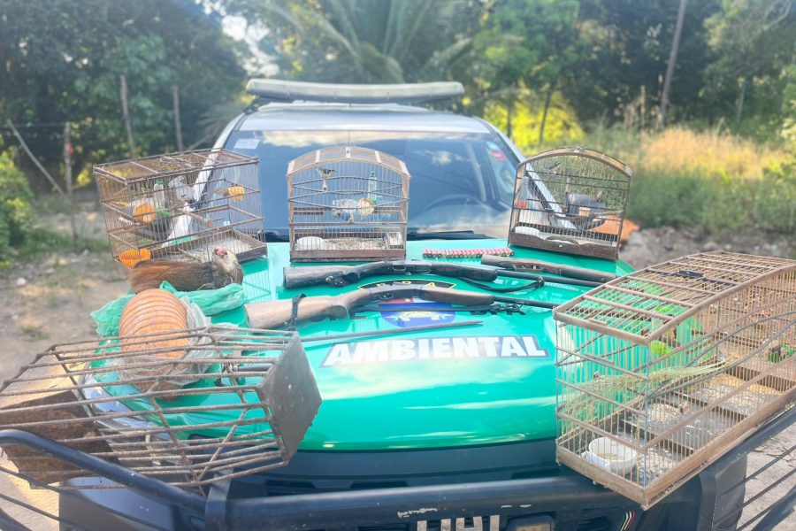 Polícia Militar apreende aves silvestres, armas e armadilhas de caça em Porto de Pedras