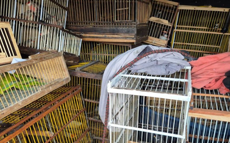 Polícia apreende 679 animais em operação contra crimes ambientais em Arapiraca