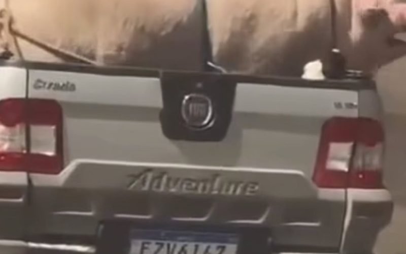 Porco e cabrito são transportados irregularmente em caminhonete