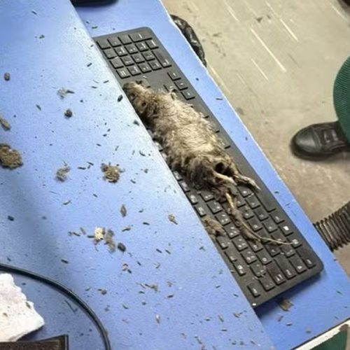 Rato cai do teto sobre atendente durante atendimento no Detran