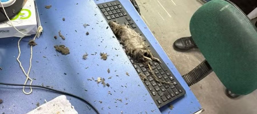 Rato cai do teto sobre atendente durante atendimento no Detran