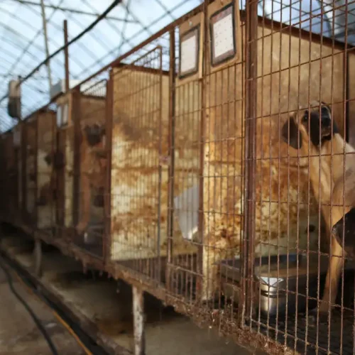 Deputados aprovam projeto que criminaliza cruzamentos em caso de risco à saúde dos animais