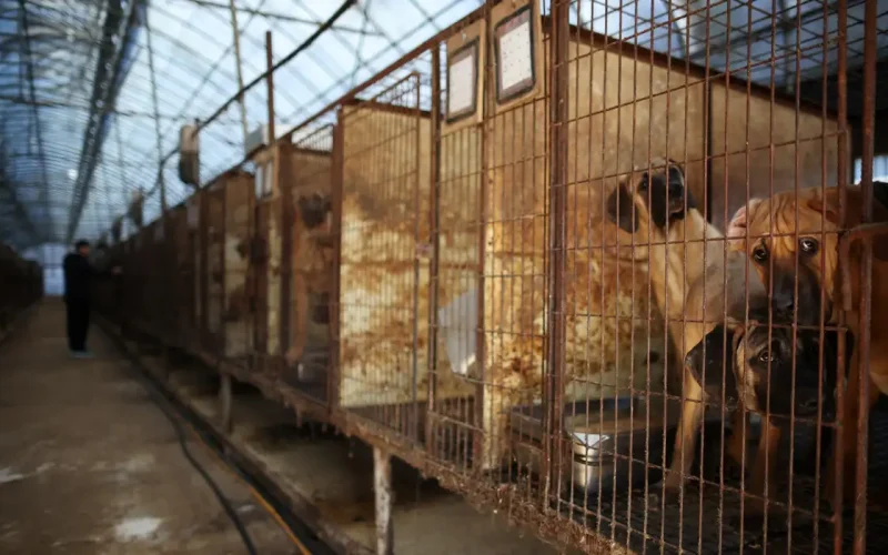 Deputados aprovam projeto que criminaliza cruzamentos em caso de risco à saúde dos animais