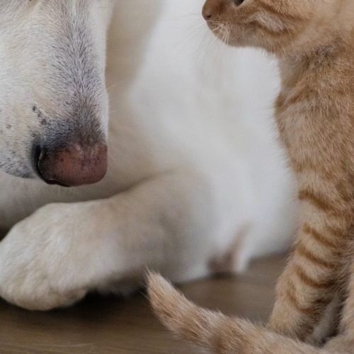 CCJ do Senado aprova projeto que cria Estatuto dos Cães e Gatos