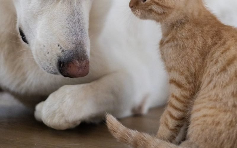 CCJ do Senado aprova projeto que cria Estatuto dos Cães e Gatos
