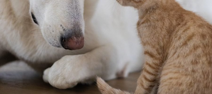CCJ do Senado aprova projeto que cria Estatuto dos Cães e Gatos