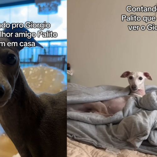 Cães reconhecem o nome um do outro e amizade entre eles viraliza nas redes