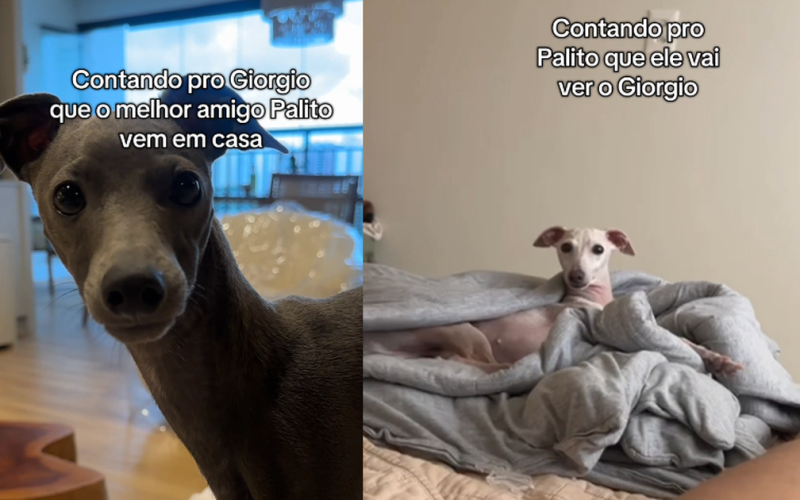 Cães reconhecem o nome um do outro e amizade entre eles viraliza nas redes