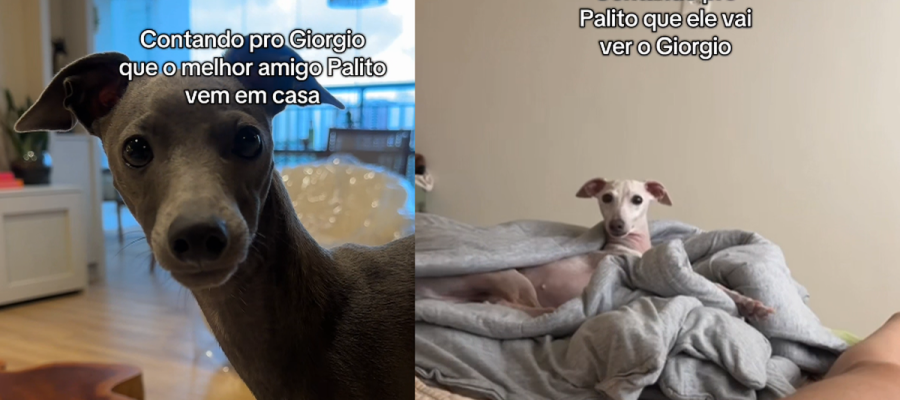 Cães reconhecem o nome um do outro e amizade entre eles viraliza nas redes