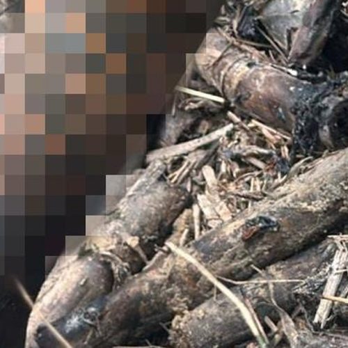 Corpo carbonizado é encontrado em canavial em Rio Largo
