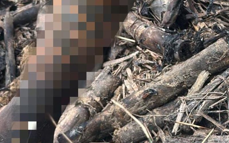 Corpo carbonizado é encontrado em canavial em Rio Largo