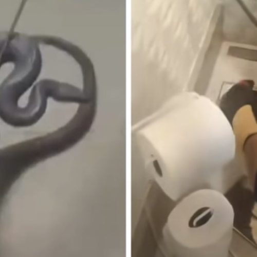 Cobra de estimação de Silvia Abravanel reaparece em ralo de banheiro após cinco meses desaparecida dentro de casa