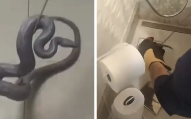 Cobra de estimação de Silvia Abravanel reaparece em ralo de banheiro após cinco meses desaparecida dentro de casa