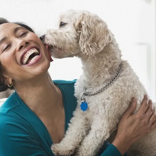 Olhar nos olhos do cachorro fortalece vínculo semelhante ao de mãe e filho, diz estudo