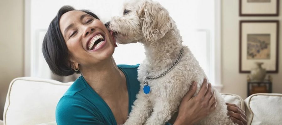 Olhar nos olhos do cachorro fortalece vínculo semelhante ao de mãe e filho, diz estudo