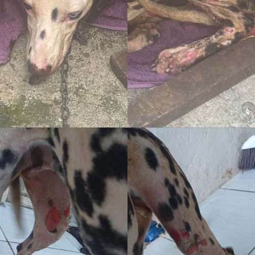 Homem toca fogo em casa após briga e cadela é queimada viva no Santos Dumont