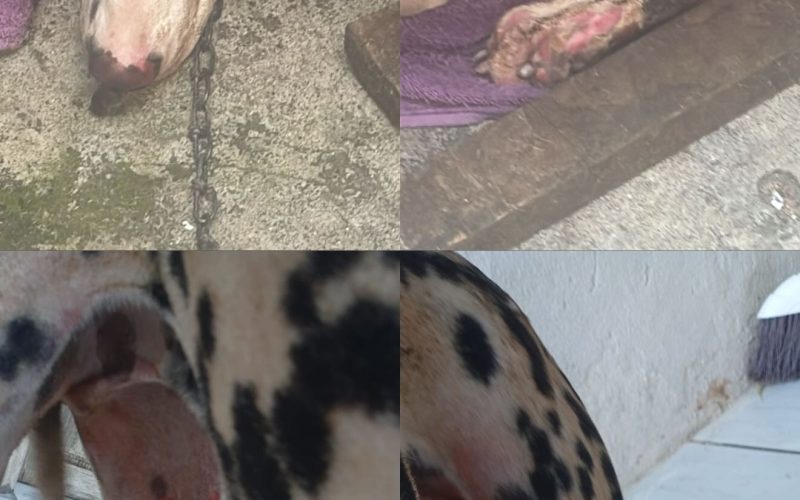 Homem toca fogo em casa após briga e cadela é queimada viva no Santos Dumont