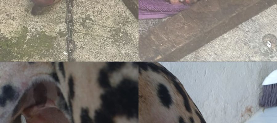 Homem toca fogo em casa após briga e cadela é queimada viva no Santos Dumont