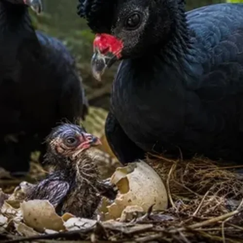 Filhote de mutum-de-alagoas nasce sem chocadeira e renova esperança para espécie extinta na natureza