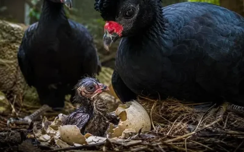 Filhote de mutum-de-alagoas nasce sem chocadeira e renova esperança para espécie extinta na natureza