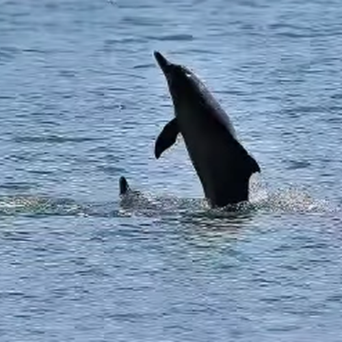 Natureza viva no mar de Maceió: Golfinhos aparecem na orla do Porto da capital alagoana