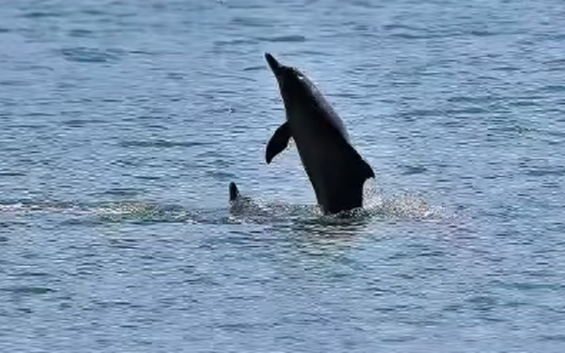 Natureza viva no mar de Maceió: Golfinhos aparecem na orla do Porto da capital alagoana