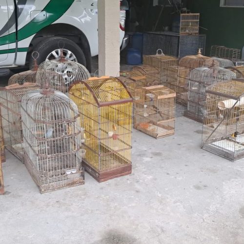 Polícia Militar resgata 40 aves mantidas em cativeiro ilegal no interior do estado