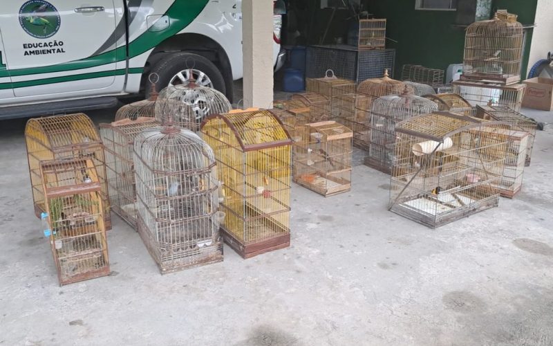 Polícia Militar resgata 40 aves mantidas em cativeiro ilegal no interior do estado
